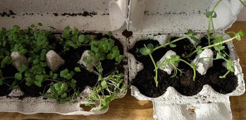 Egg cartons seedlings